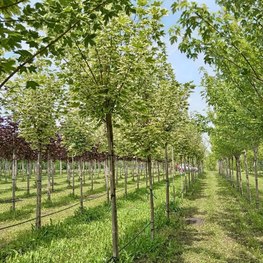 Клен Остролистный Друммонди (Drummondii)