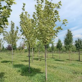 Клен Остролистный Друммонди (Drummondii)