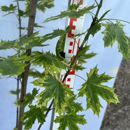 Клен Остролистный Друммонди (Drummondii)