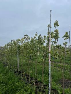 Клен Остролистный Друммонди (Drummondii)