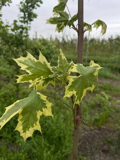Клен Остролистный Друммонди (Drummondii)