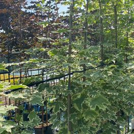 Клен Остролистный Друммонди (Drummondii)