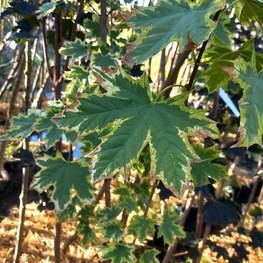 Клен Остролистный Друммонди (Drummondii)