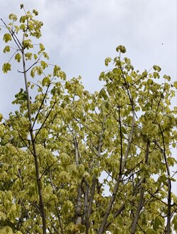 Клен Остролистный Друммонди (Drummondii)