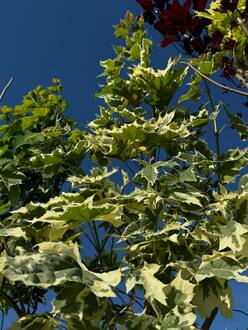 Клен Остролистный Друммонди (Drummondii)