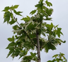 Клен Остролистный Друммонди (Drummondii)