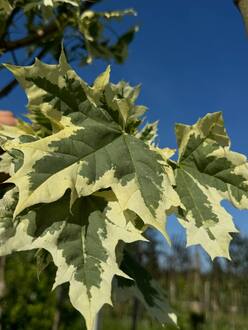 Клен Остролистный Друммонди (Drummondii)