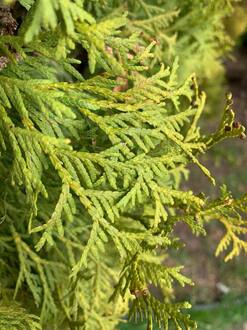 Блок живой изгороди туя западная Колумна (Columna)