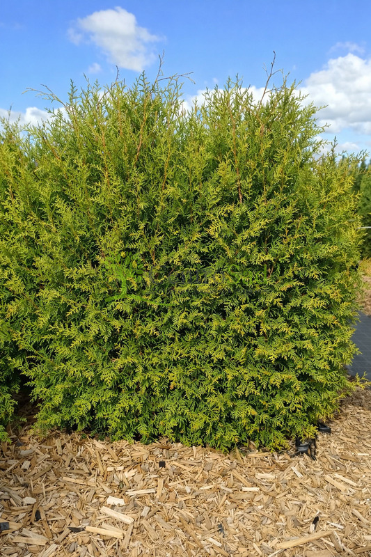 Блок живой изгороди Туя Фастигиата (Fastigiata)