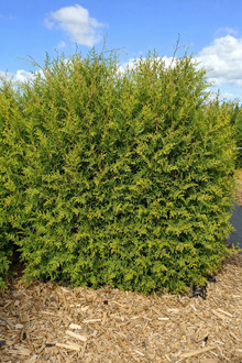 Блок живой изгороди Туя Фастигиата (Fastigiata)