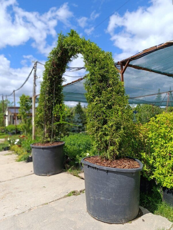 Арка из туи Смарагд (Smaragd)