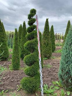 Туя западная Смарагд форма винт