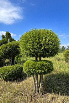 Туя Смарагд Помпон форма шары на штамбе