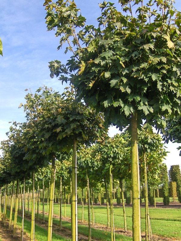 Клен Остролистный Глобозум (Globosum)