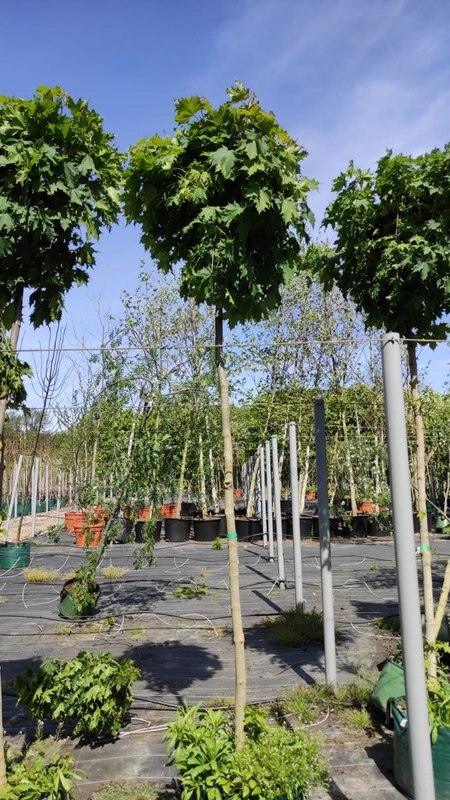 Клен Остролистный Глобозум (Globosum)