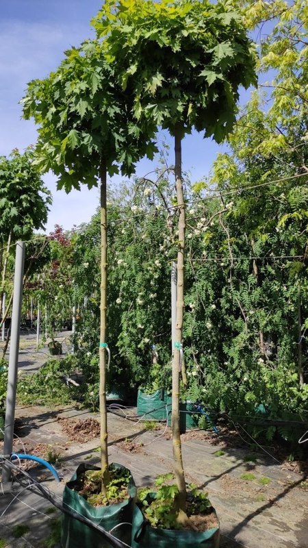 Клен Остролистный Глобозум (Globosum)