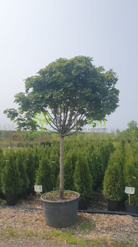 Клен Остролистный Глобозум (Globosum)