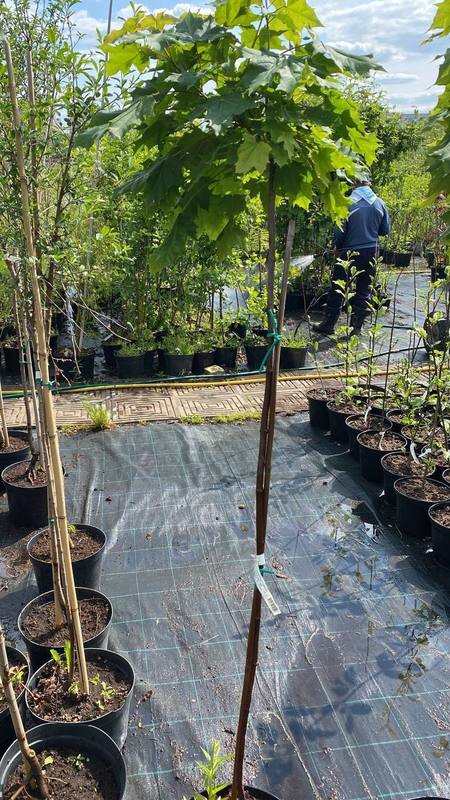 Клен Остролистный Глобозум (Globosum)