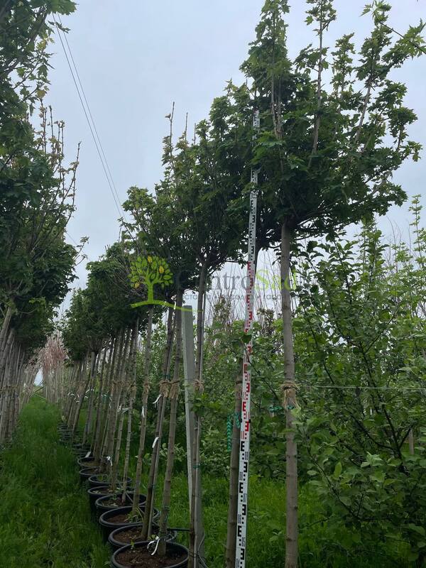 Клен Остролистный Глобозум (Globosum)
