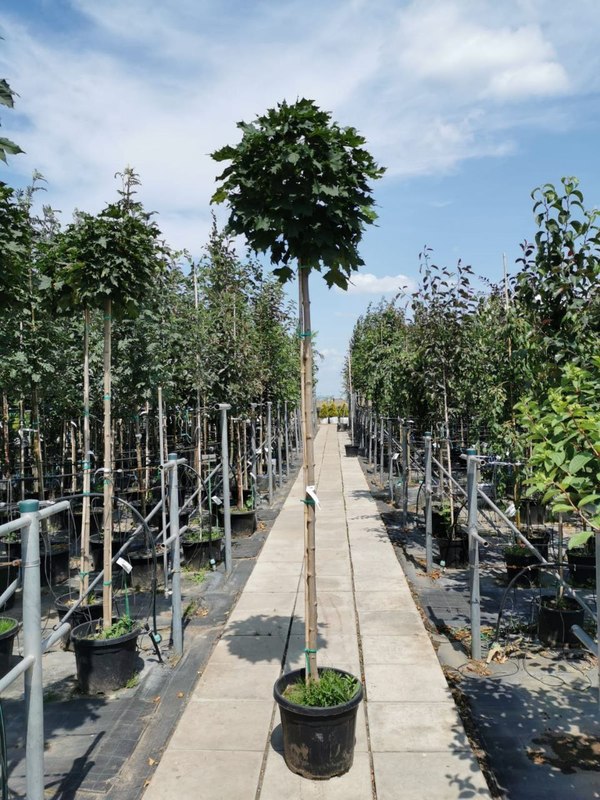 Клен Остролистный Глобозум (Globosum)