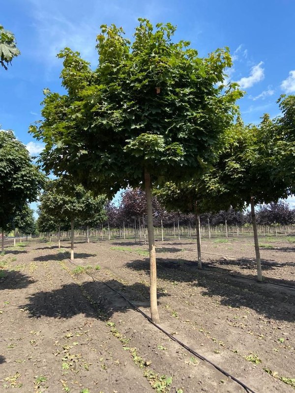 Клен Остролистный Глобозум (Globosum)