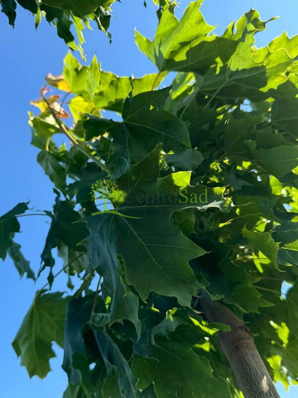 Клен Остролистный Глобозум (Globosum)