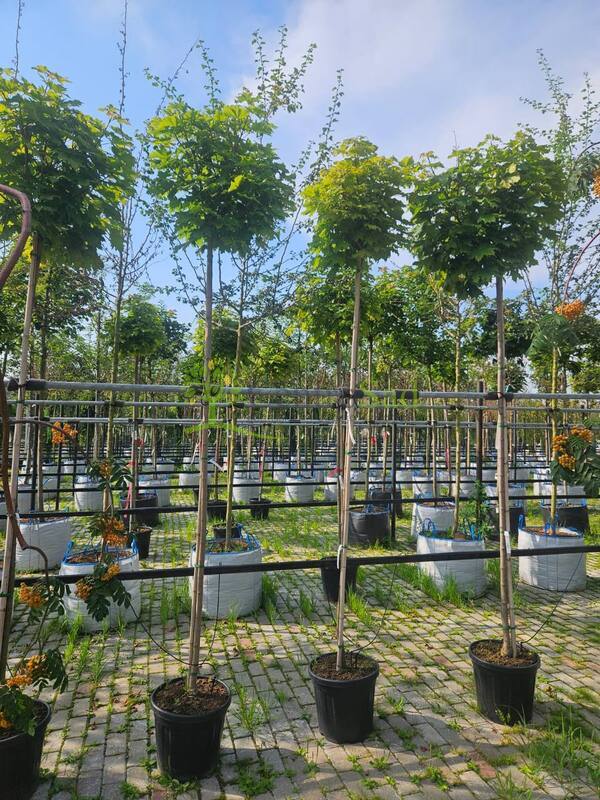 Клен Остролистный Глобозум (Globosum)