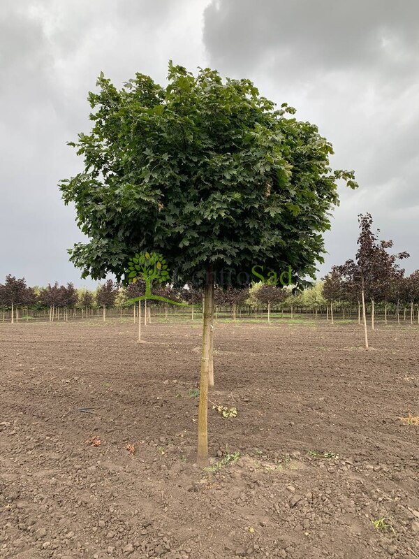 Клен Остролистный Глобозум (Globosum)