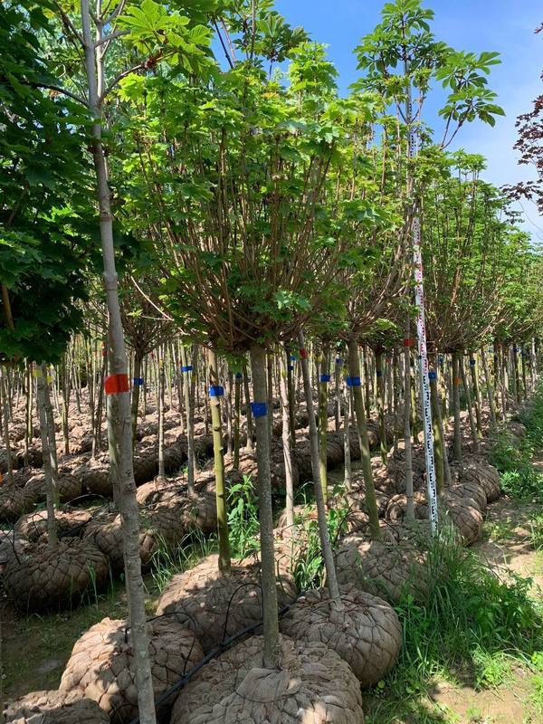 Клен Остролистный Глобозум (Globosum)