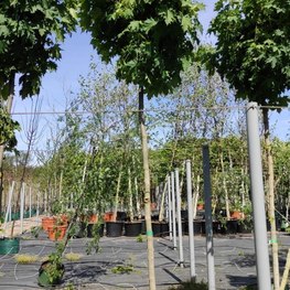 Клен Остролистный Глобозум (Globosum)