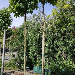 Клен Остролистный Глобозум (Globosum)