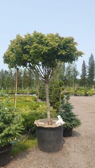 Клен Остролистный Глобозум (Globosum)