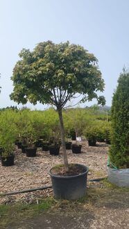 Клен Остролистный Глобозум (Globosum)