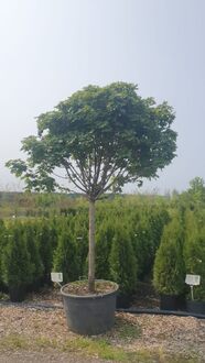 Клен Остролистный Глобозум (Globosum)