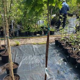 Клен Остролистный Глобозум (Globosum)