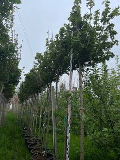 Клен Остролистный Глобозум (Globosum)