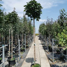 Клен Остролистный Глобозум (Globosum)