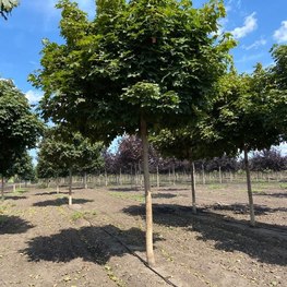 Клен Остролистный Глобозум (Globosum)