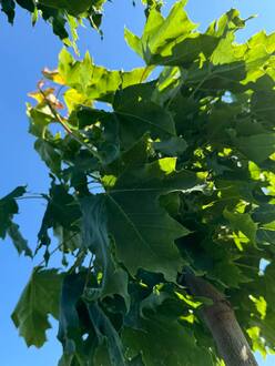 Клен Остролистный Глобозум (Globosum)