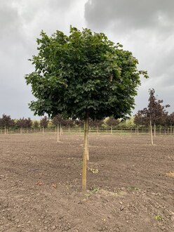 Клен Остролистный Глобозум (Globosum)