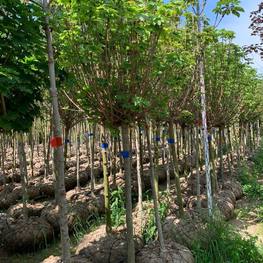 Клен Остролистный Глобозум (Globosum)