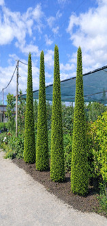 Туя западная Смарагд форма Тоскана