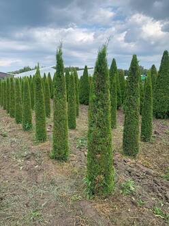 Туя западная Смарагд форма Тоскана