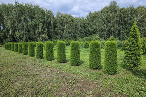 Туя западная Смарагд форма цилиндр