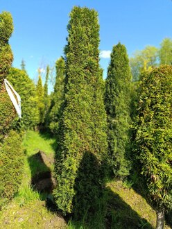 Туя западная Смарагд форма цилиндр