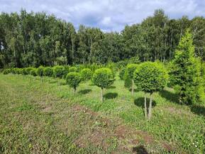 Туя западная Смарагд форма шар на штамбе