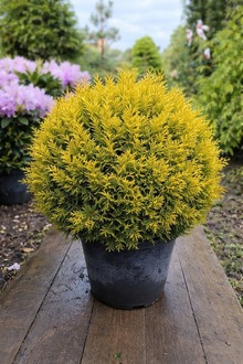 Туя западная "Еллоу Риббон" (Yellow Ribbon) форма шар