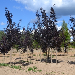 Клен Остролистный Роял Ред (Royal Red)