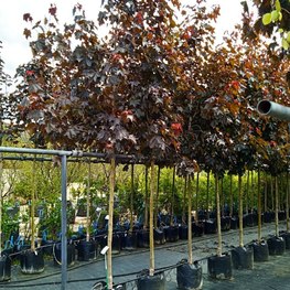 Клен Остролистный Роял Ред (Royal Red)