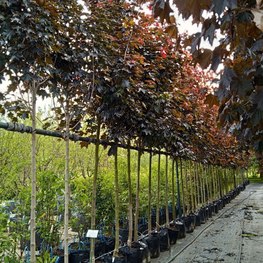 Клен Остролистный Роял Ред (Royal Red)